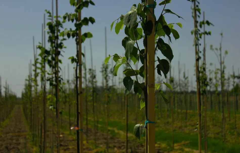 Наши ценности