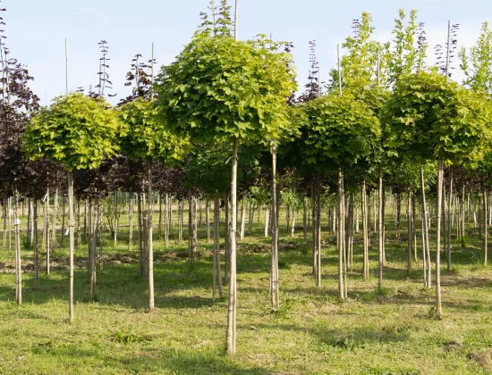 Ландшафтный дизайн