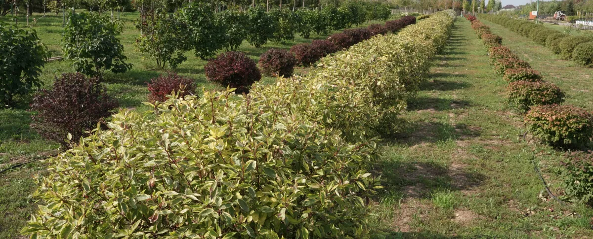 Ландшафтный дизайн