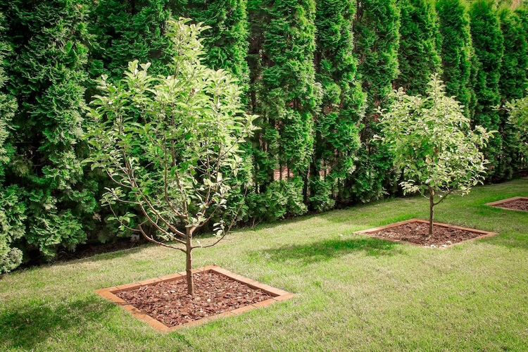 Плодовые деревья в ландшафтном дизайне.