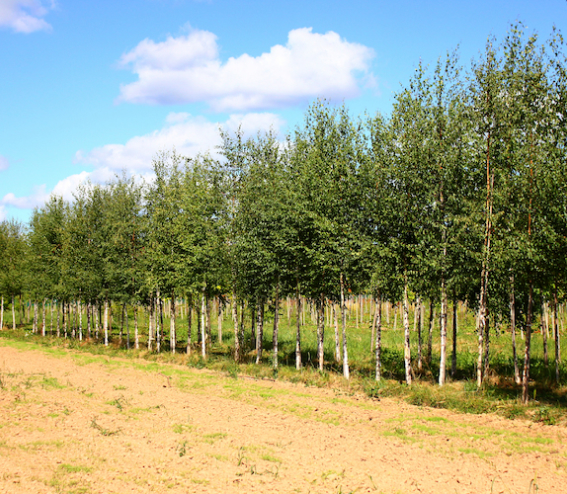 Аллейные деревья