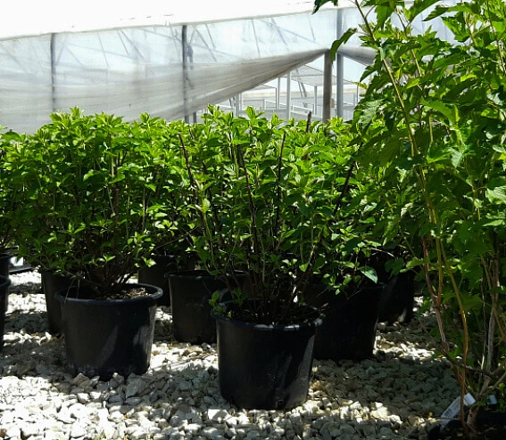 Лиственные кустарники