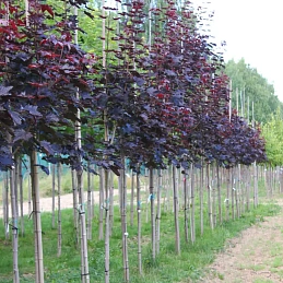 Клен остролистный 'Фассенс Блэк'