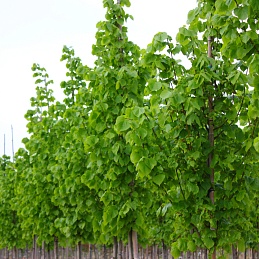 Липа европейская 'Паллида'