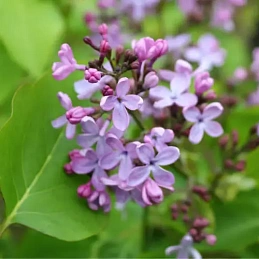 Сирень обыкновенная