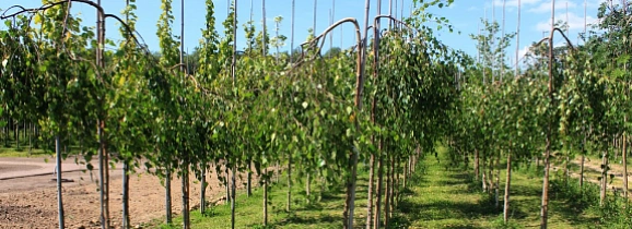 Плакучие деревья