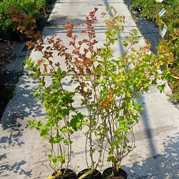 Пузыреплодник калинолистный