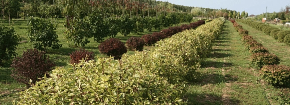 В этом году питомник Южный расширил свои границы…