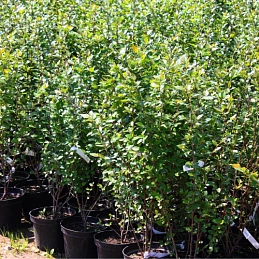 Кизильник блестящий