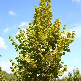 Липа крупнолистная