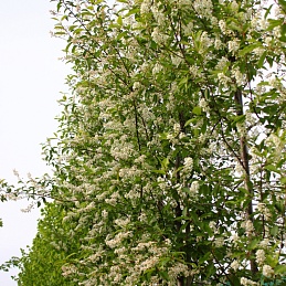 Черемуха обыкновенная