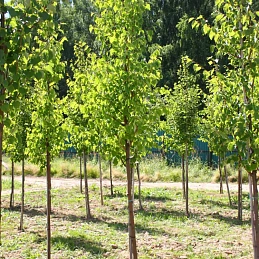 Липа мелколистная (сердцелистная)