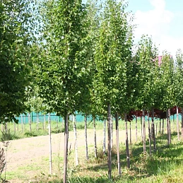 Липа мелколистная (сердцелистная) 'Ранчо'