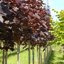 Клен остролистный 'Роял Ред'