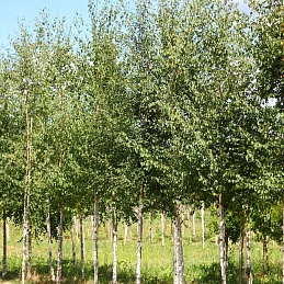 Береза пушистая