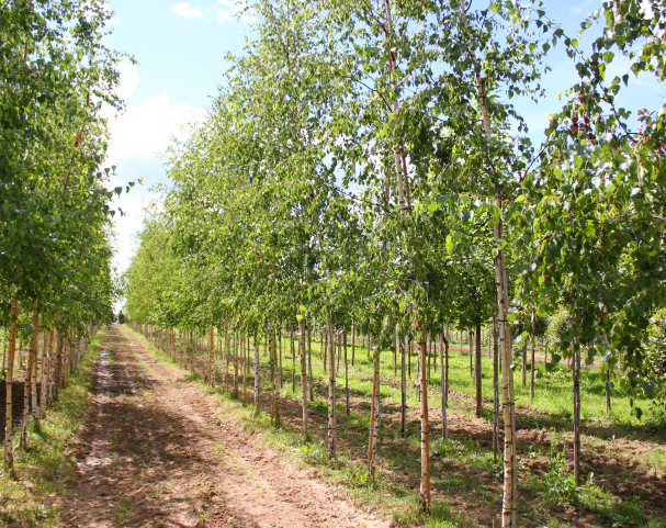 Мы производим