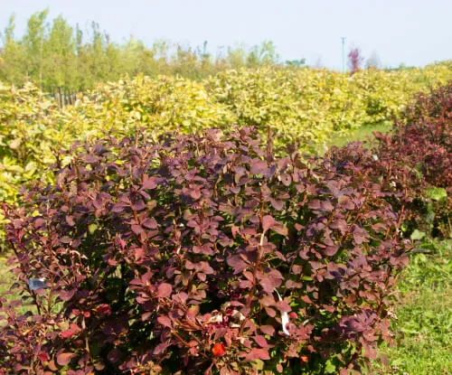 Мы производим