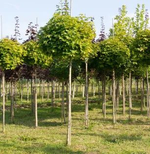 Мы производим