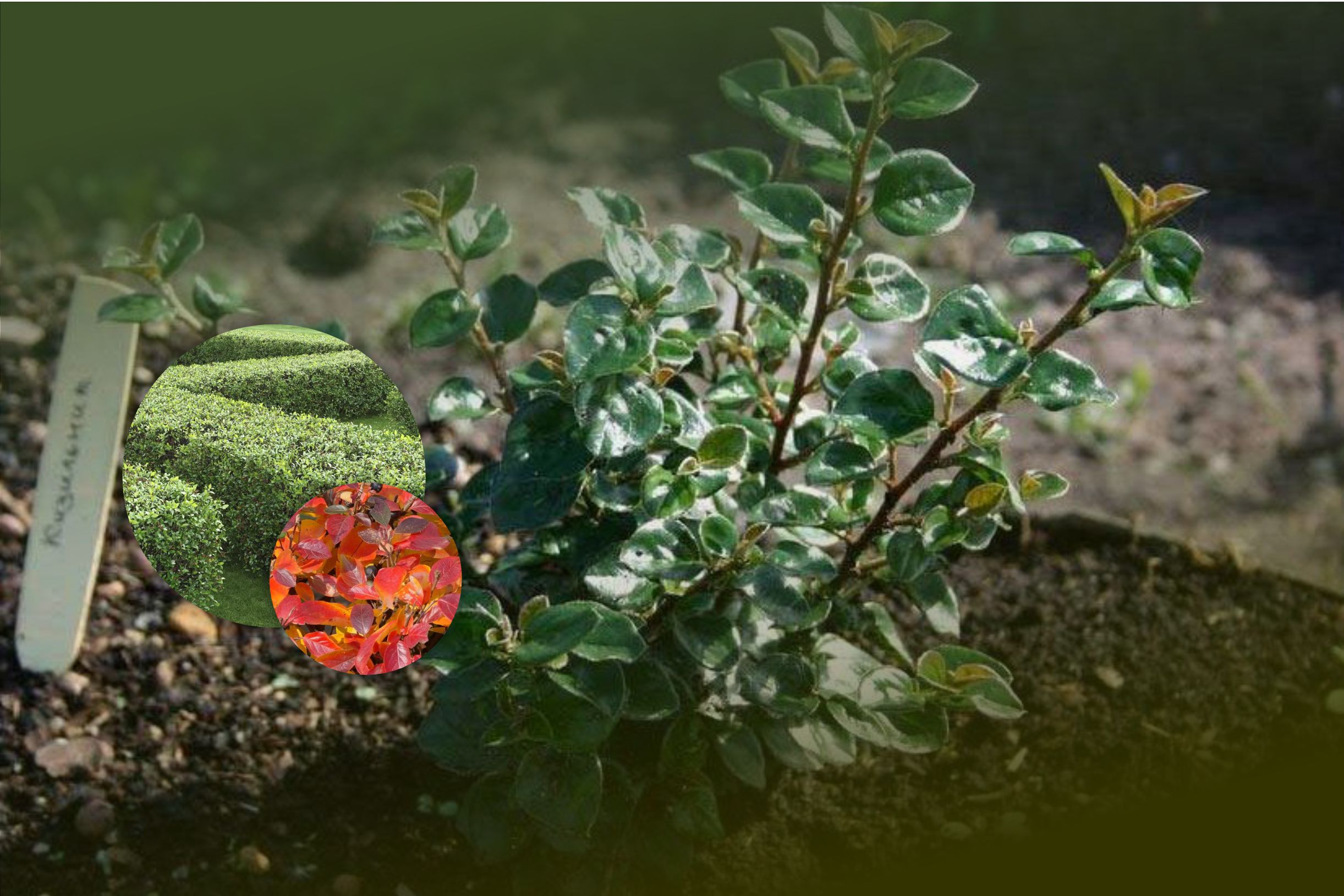 Осенняя спеццена на кизильник блестящий! Всего 260 рублей