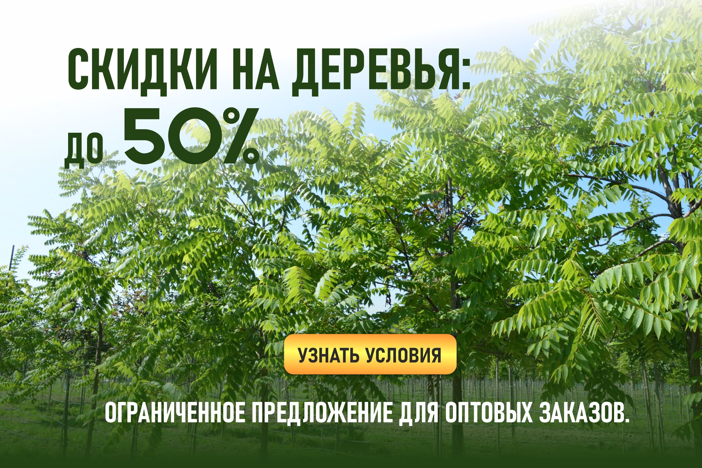 Акция на весь ассортимент деревьев в ПДК “Южный”: скидки до 50% для оптовых клиентов