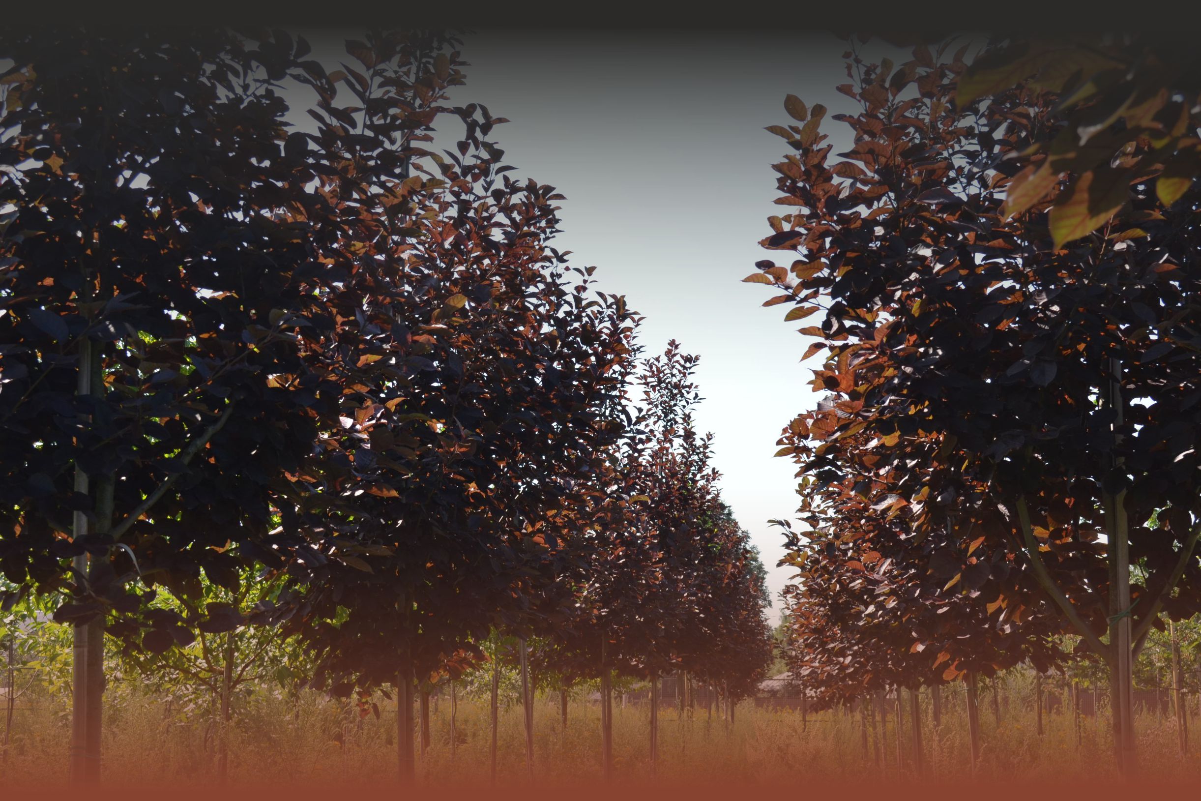 Распродажа деревьев в ПДК “Южный”: скидки до 50% для оптовых клиентов