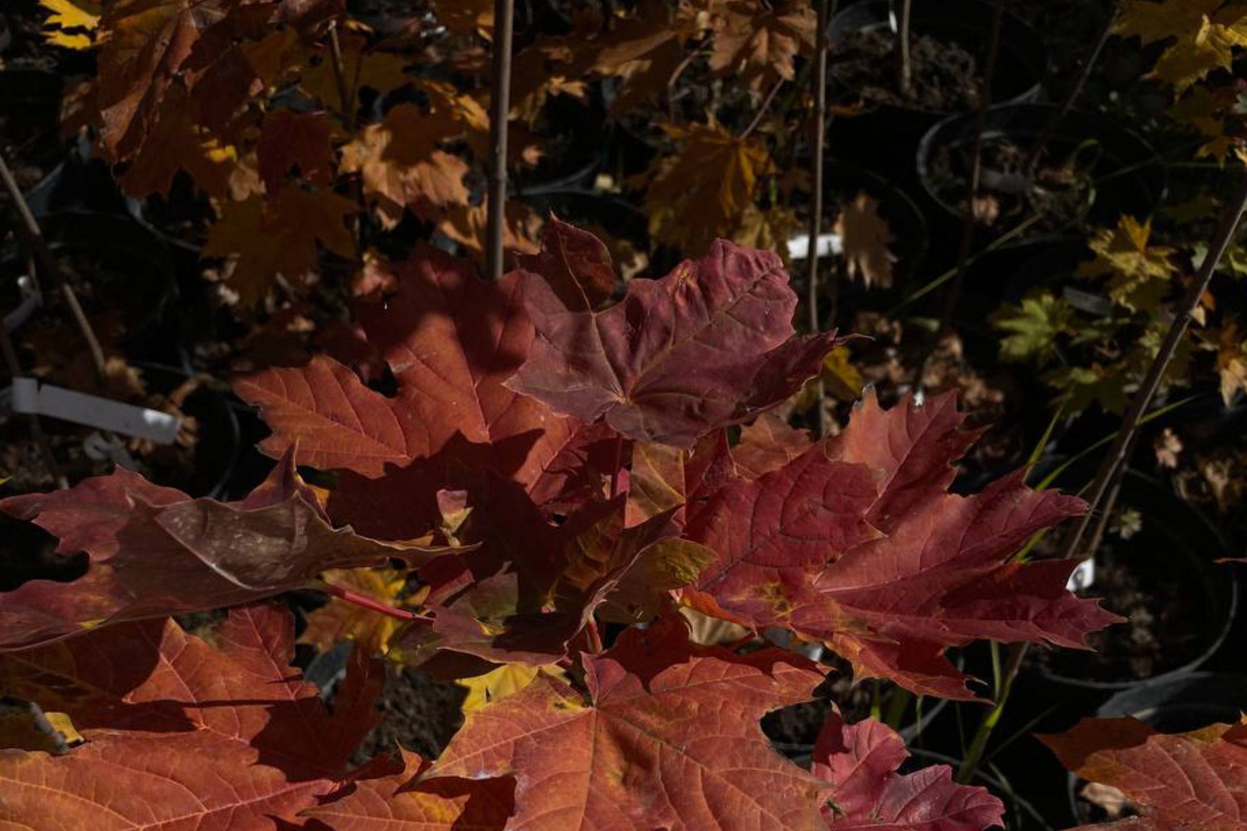 Липа клен тополь 9900 руб | Акция крупномеров