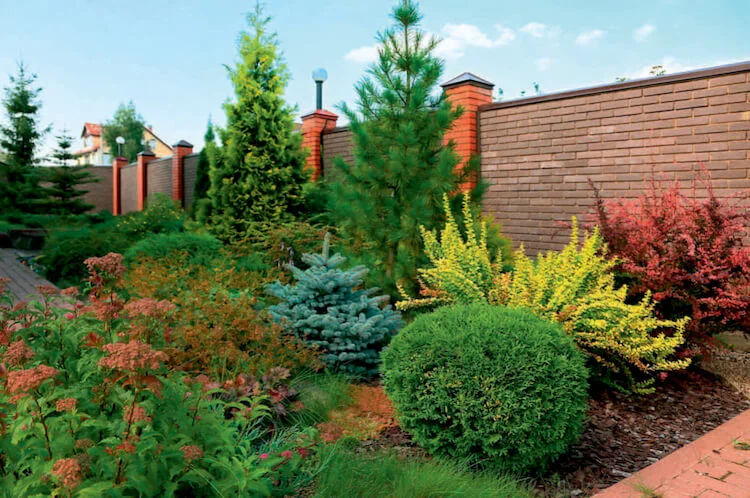 Хвойные деревья в ландшафтном дизайне.