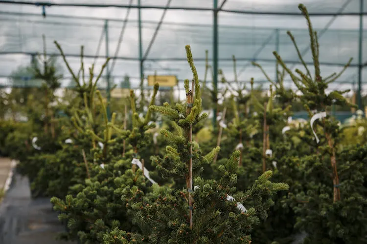 Саженцы хвойных деревьев.