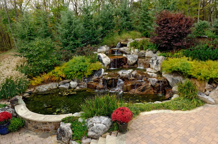 Растения для ландшафтного дизайна пруда.