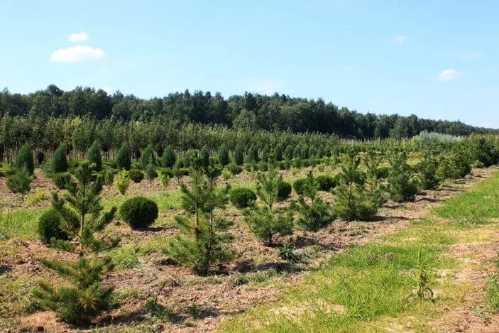 Саженцы хвойных деревьев.