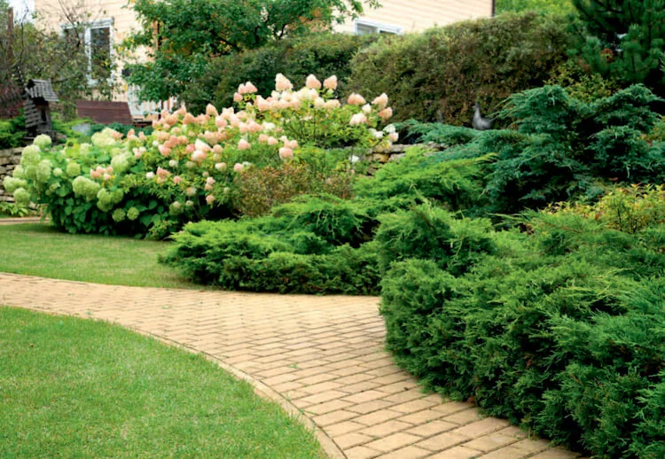 Многолетние кустарники в дизайне ландшафта.