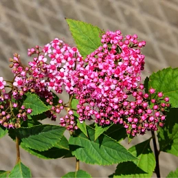 Спирея Бумальда