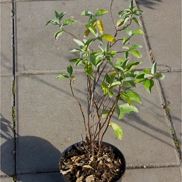 Лох серебристый (маслина)