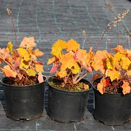 Гейхера гибридная