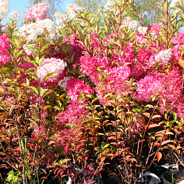 Гортензия метельчатая 'Ванилла Фрейз'