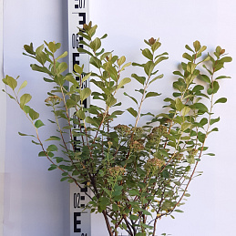 Спирея березолистная 'Тор'