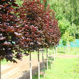 Клен остролистный 'Кримсон Сентри'