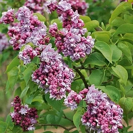 Сирень 'Катарина Хевемейер'