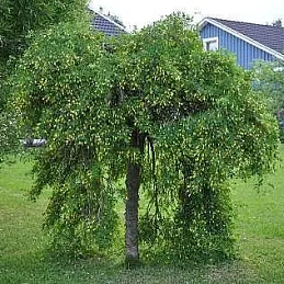 Карагана древовидная