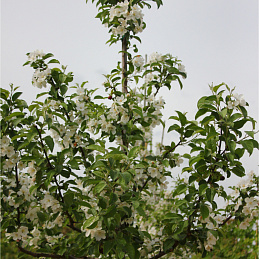 Яблоня декоративная 'Эверест'