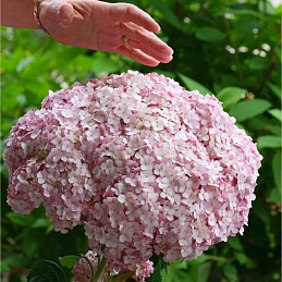Гортензия древовидная «Кандибель Маршмелоу» 