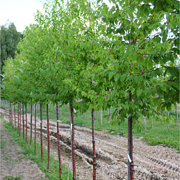 Черемуха пенсильванская