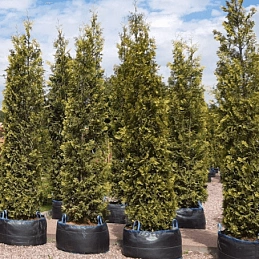 Туя западная 'Смарагд'