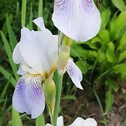 Ирис германский (бородатый) 'Аргентеа'