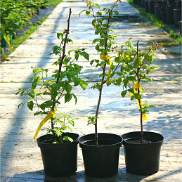 Малина Поляна