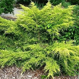 Можжевельник 'Минт Джулеп'