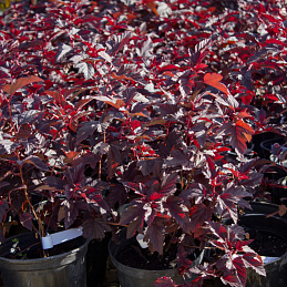 Пузыреплодник калинолистный 'Литтл Ангел'