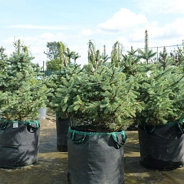 Ель колючая