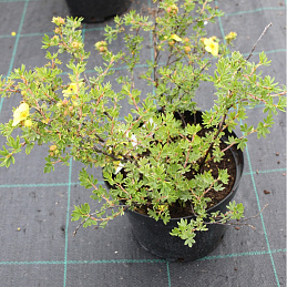 Лапчатка кустарниковая 'Элизабет'