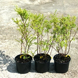 Спирея серая (пепельная) 'Грефшейм'